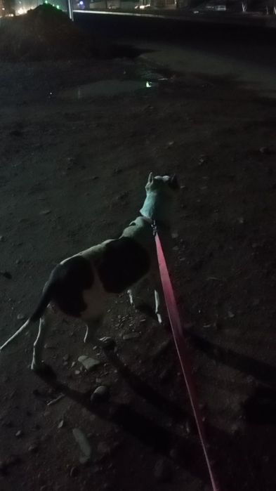 Pitbul urg'ochi 3 marta tuqan odamga beziyon