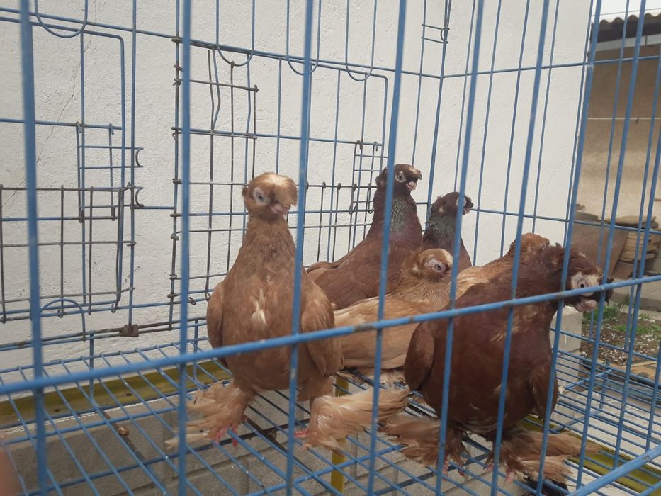 Продаются голуби