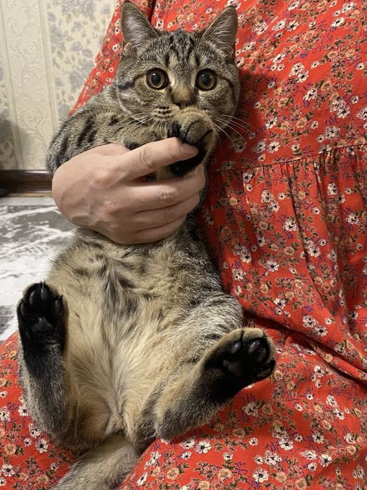 Британский шиншилла жуда акилли мушук