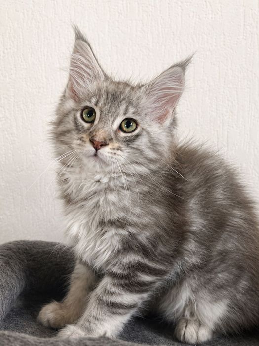 Maine Coon cu părinții campion.