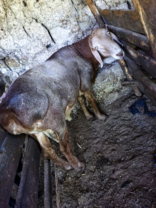 qochqorlar 70 kg+ 80kg+ . Namangan.