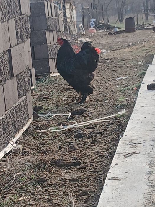 Циплята черного брамы