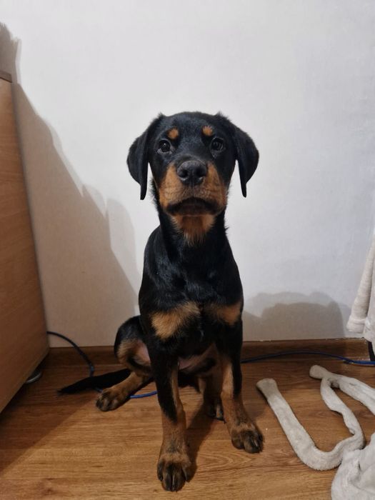 Vanzare pui rottweiler rasa pura