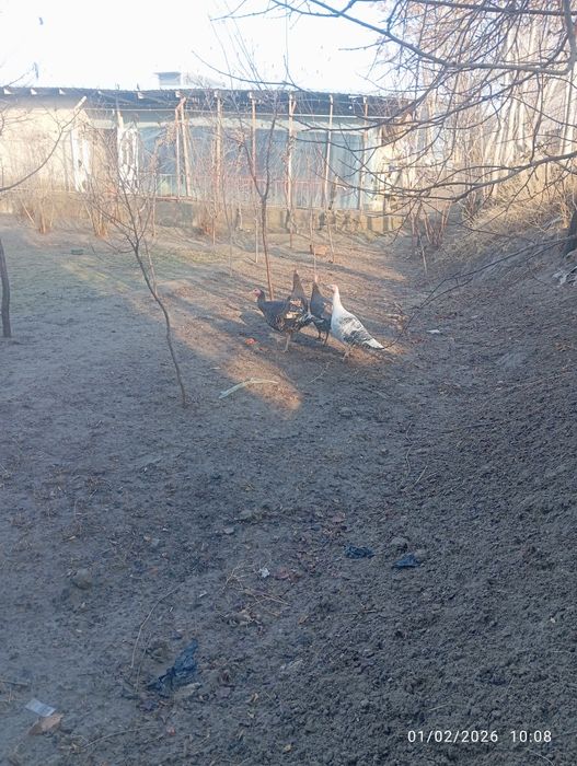 Kurkalar sotiladi  4ta mokiyon tuxumda