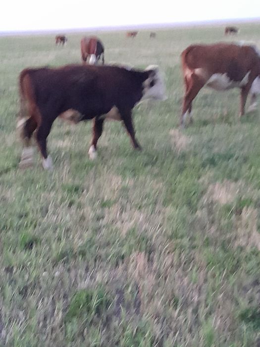 Ақбас бычок 2 бас