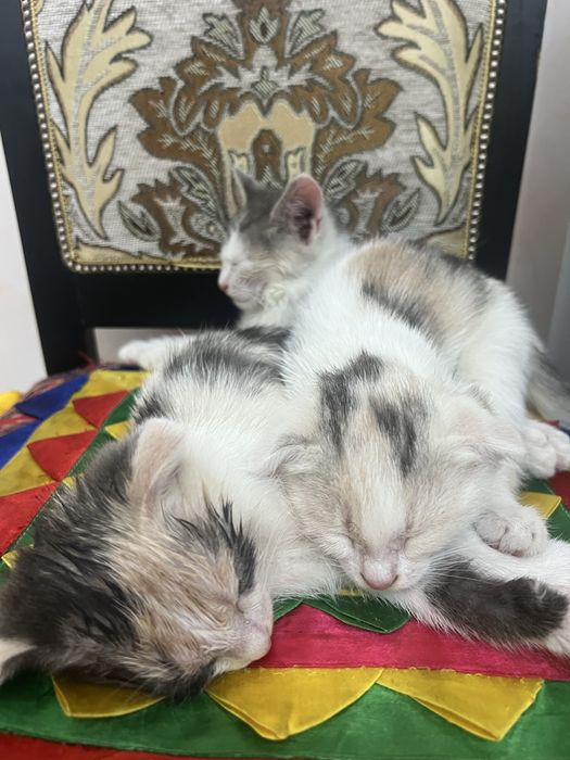 Отдам котят в добрые руки