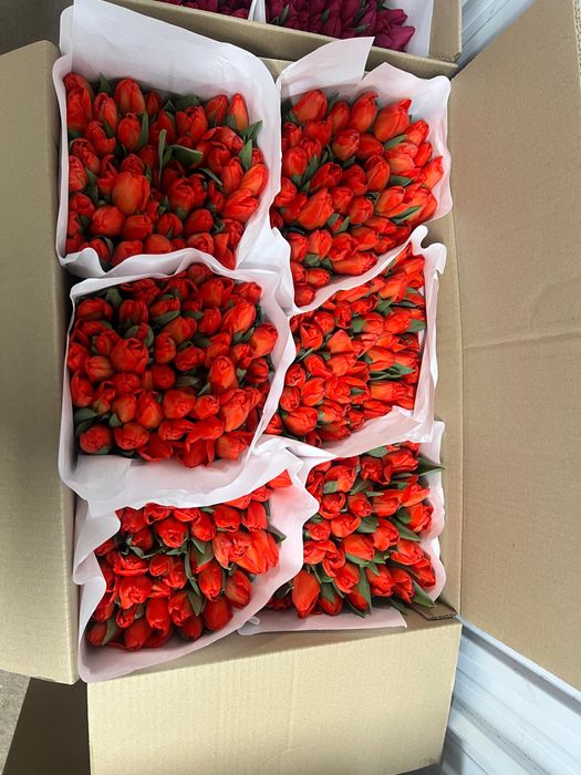 Тюльпаны на 8 марта