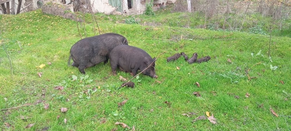 Виетнамски прасета и прасенца з