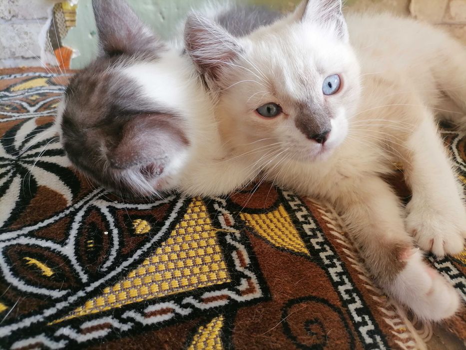 Котики сиамские, домашние.