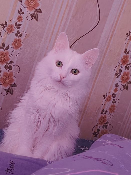Отдам кота в добрые руки