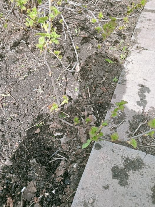 Саженцы крупной черной смородины