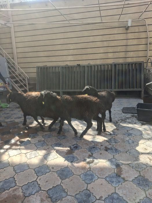 Тоқты Қошқарлар бар