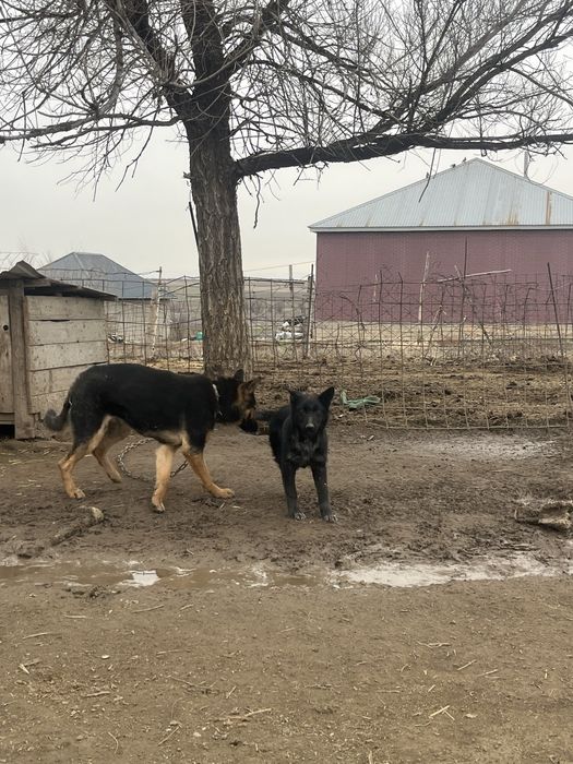 Немецкая овчарка