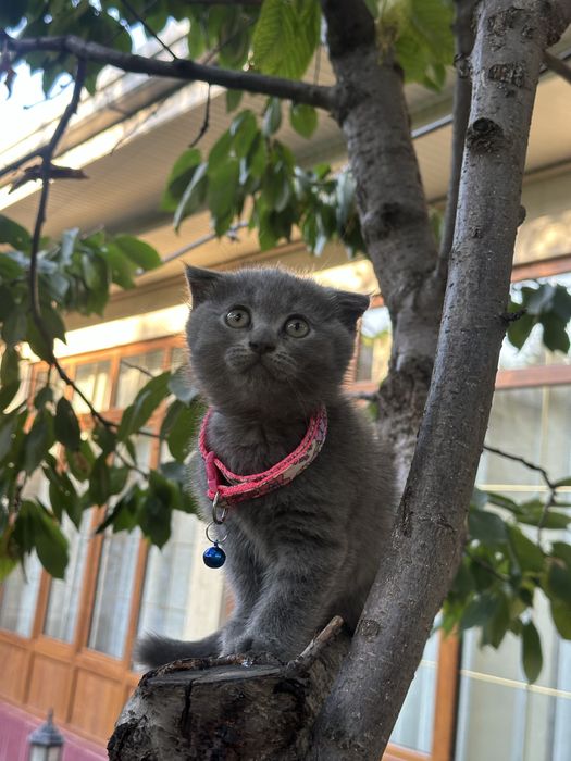 skotish fold котята