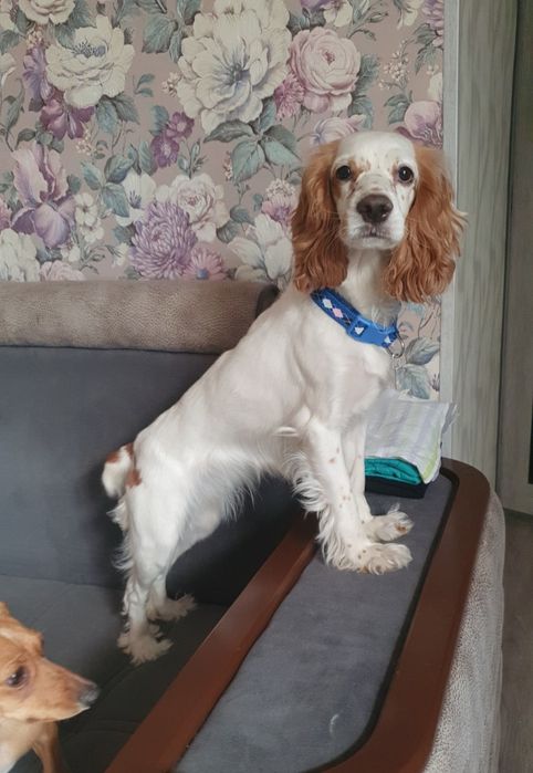 Профессиональная передержка