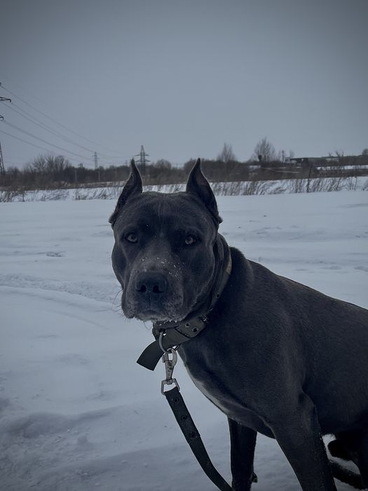 Вязка питбультерьер