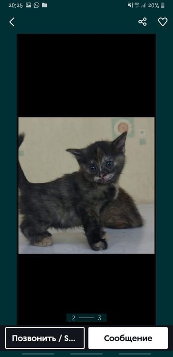Отдам в дар котенка