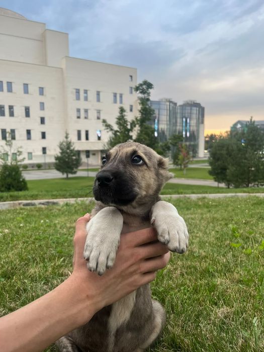 Продам щенка Алабай САО