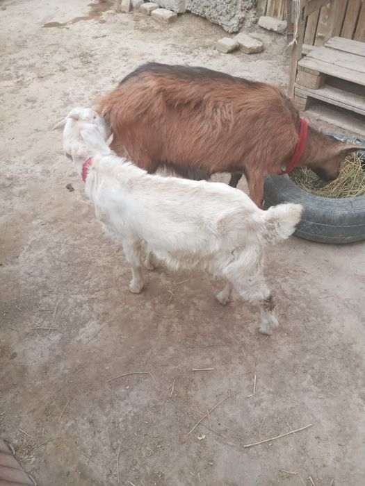 Ешки лагымен сатылады