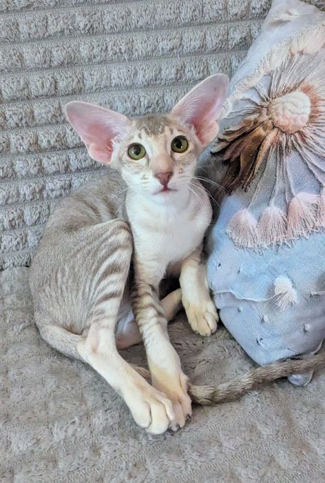 Ориентальная кошечка Уника