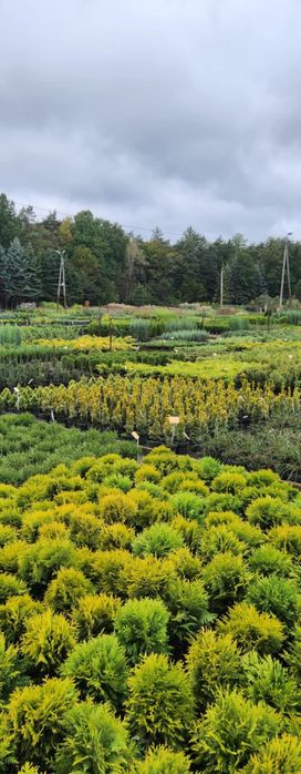 Tuia și plante ornamentale