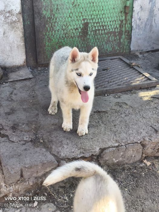 Очаровательные щенки сибирской хаски.