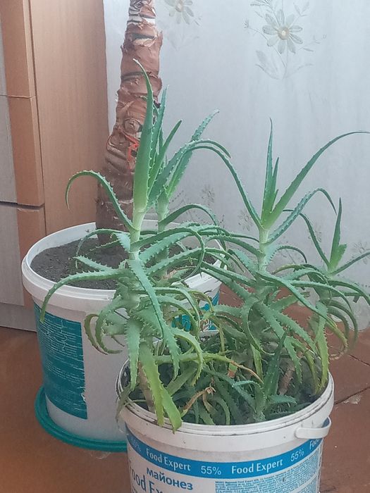 Продам  Алое малодой