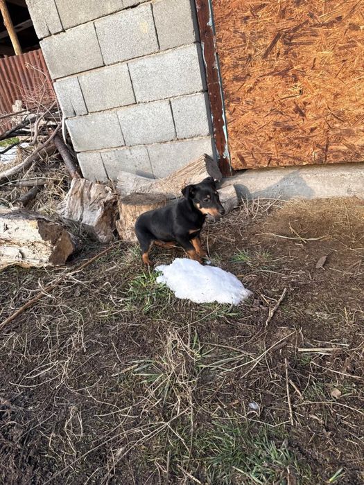 Продается щенки ягдтерьера