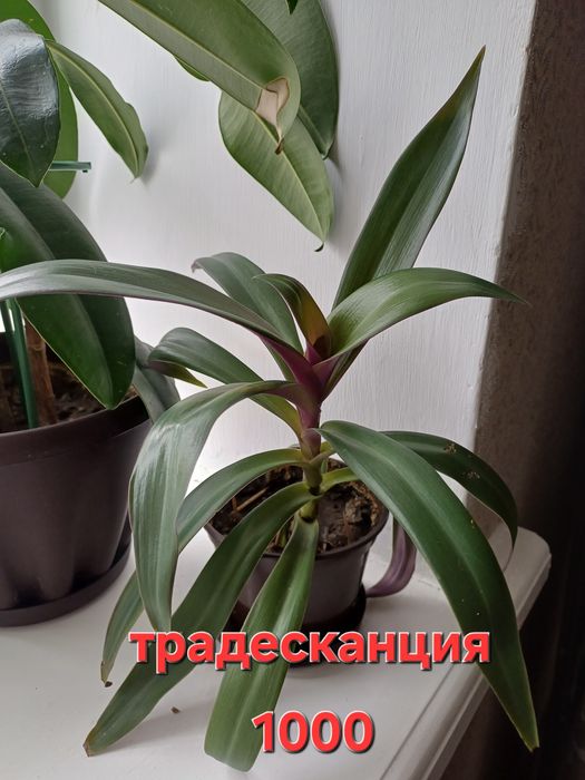 Комнатные растения цветы