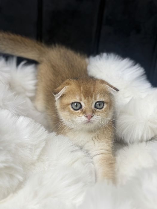 Золотая шиншилла фолд