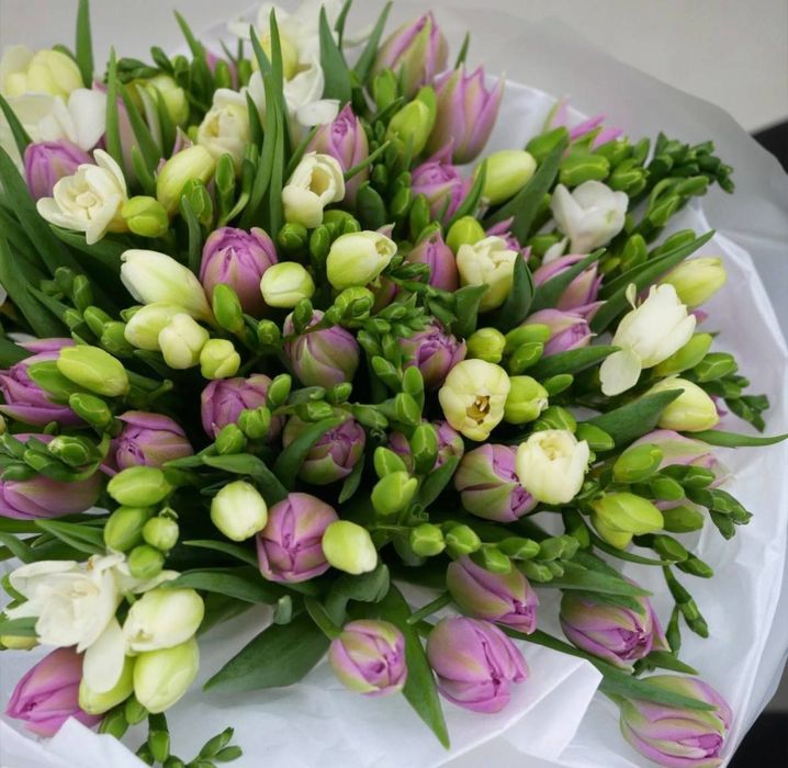 Голандские тюльпаны из парника