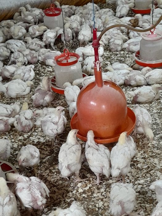 Pui albi rasă de carne