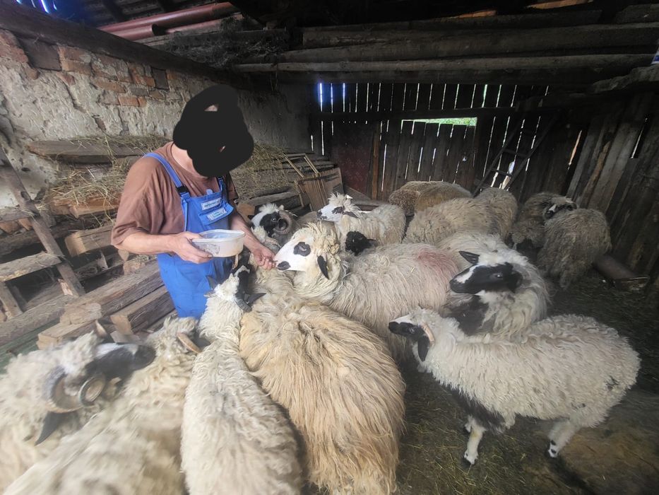 Vând oi breze 1100 de lei