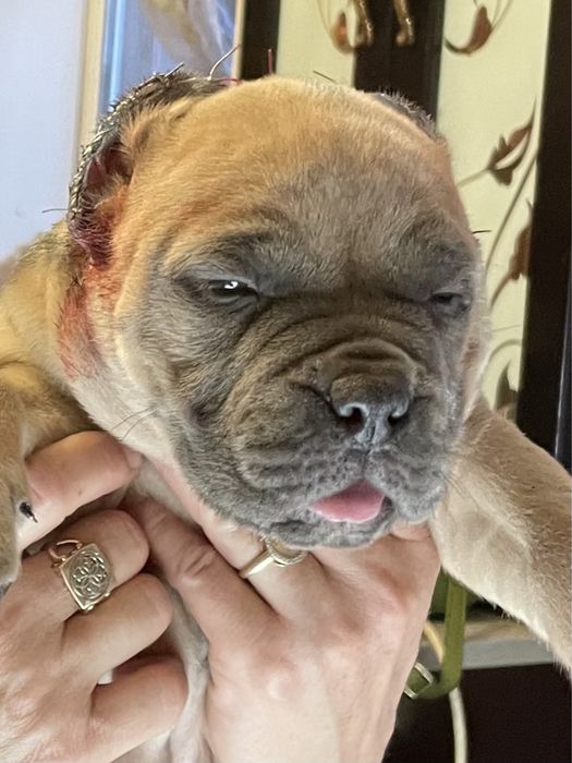 Американский булли