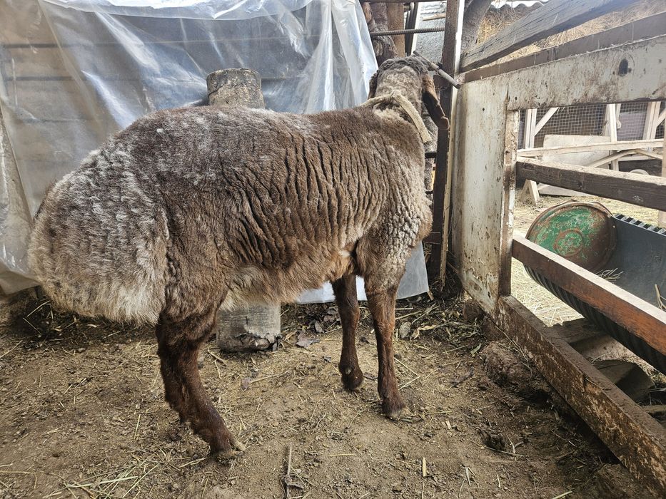 Кузи кучкор сотилади