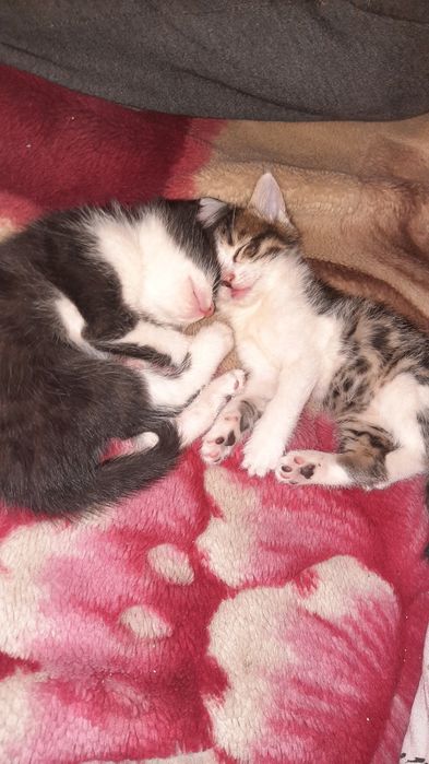 Ikki marta anal jinsiy aloqa