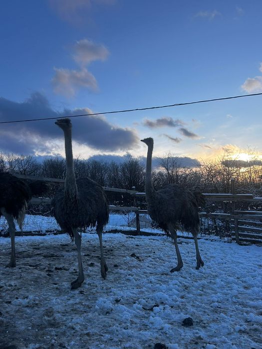 vând familie de struti