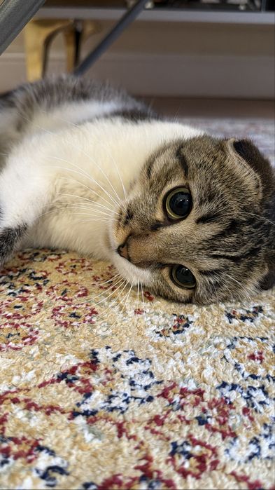 Котенок 1 годик