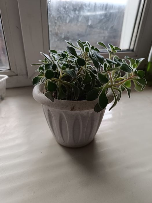 Комнатные цветы продаются