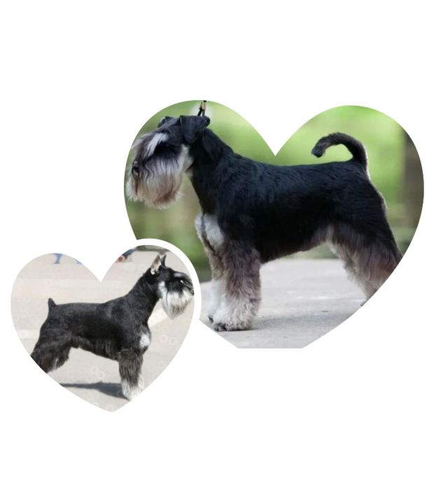 Щенки Цвергшнауцера. 3 девочки. Бронь.