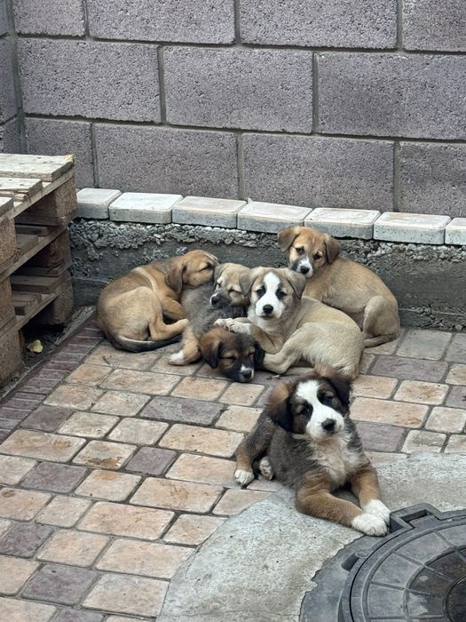 Щенки 2-х месячные