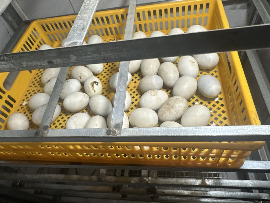 Продаётся  Инкубатор 1056