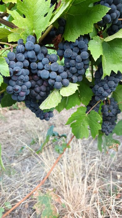 Vand struguri de masa si de vin
