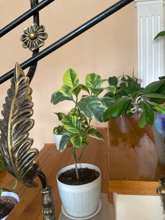 Агава, лимон, шефлера, фикус, традесеанция, хлорофильтрум, кактус