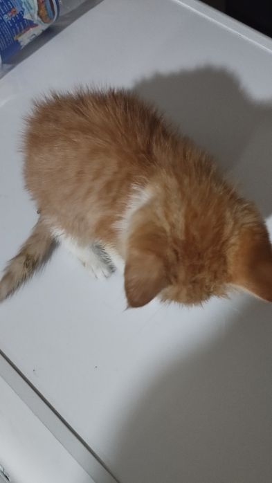 Рыжий котенок бесплатно