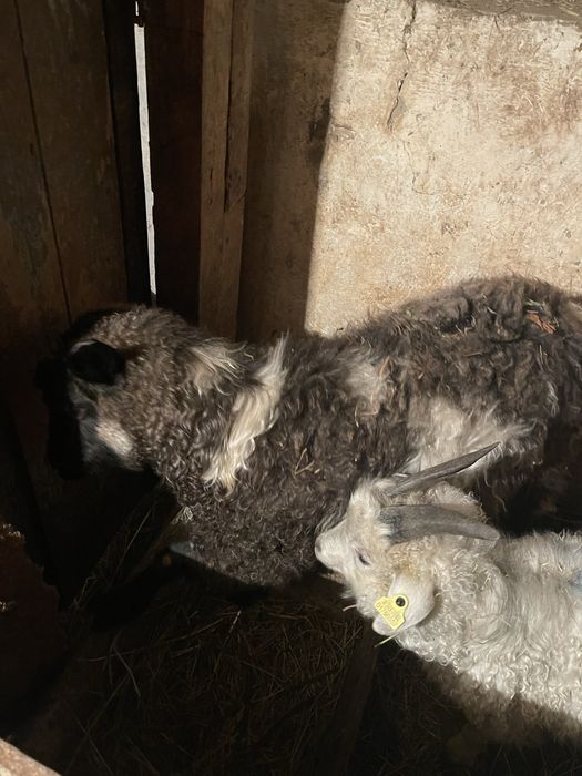 Коза и козленок Ешкы мен Лак