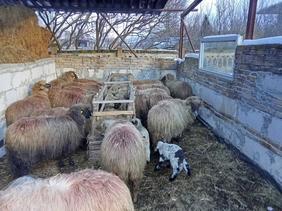 Oi fătătoare de vanzare