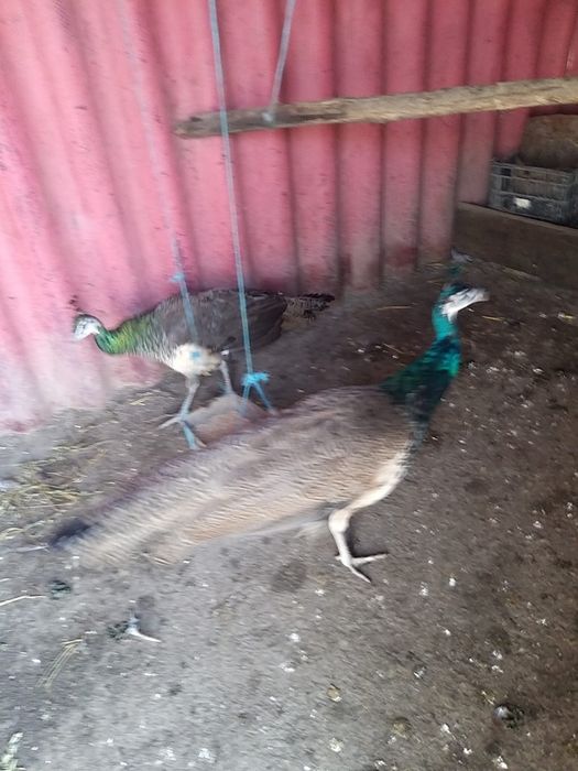 Vand pereche pauni purtători de alb