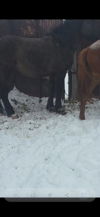 2022ж полутяж дөнен сатылады