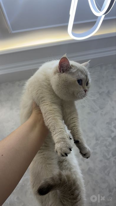 Mushuk кошка color point british